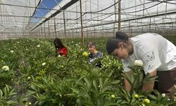 Tanesi toptancıya 150 TL’den satılıyor, Türkiye’nin 81 iline gönderiliyor