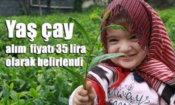 Yaş çay alım fiyatı 35 lira olarak belirlendi