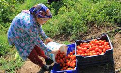 14 salça fabrikasına sahip Karacabey’de domates sezonu başlıyor