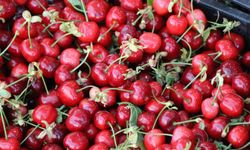 Amasya kirazı tezgahlarda: Fiyatı 50-100 TL arasında