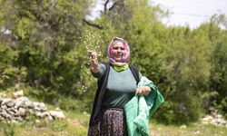 Atalık tohumlar toprakla buluştu, üreticiye can suyu oldu