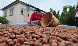 Düzce’den AB ülkelerine 5 bin 291 ton fındık ihraç edildi