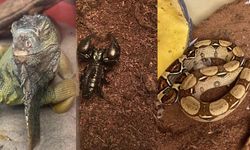 İstanbul’da bir evden tarantula, yılan, akrep, iguana, Afrika dev salyangozları çıktı
