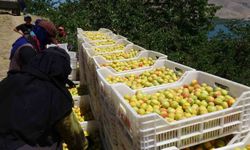 Malatya’da ’sarı altın’ hasadı başladı, ilk ürünler Avrupa yolunda