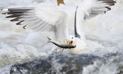Martıların inci kefali balık avı