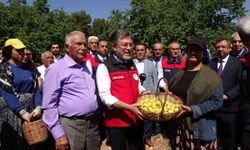 Bakan Yumaklı: Kayısı Hasadı Yüzleri Güldürdü