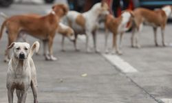 Belçika'da vakıf kültürü ve kamu gücü iş birliği başıboş köpek varlığını engelliyor