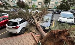 İstanbul’da fırtına etkili oldu, ağaçlar devrildi