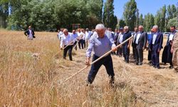 Binali Yıldırım Harman Şenliği’nde tırpan salladı