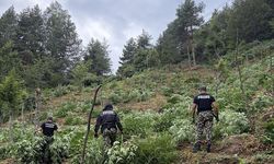 Bulgaristan'da 3 tondan fazla esrar bitkisi ele geçirildi