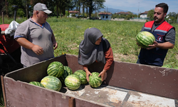 Düzce Tarım Akademisi'nde üretilen karpuzlar ihtiyaç sahiplerine ulaştırıldı