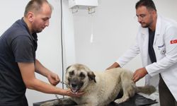 Giresun'da aracın üzerinden geçtiği yaralı köpek tedavi altına alındı