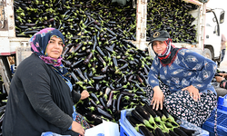 Manisa'da selden zarar gören üreticiye ücretsiz fide desteği