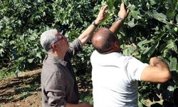 Mudanya'da incir hasadı devam ediyor