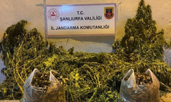 Şanlıurfa'da uyuşturucu operasyonları: Kenevir, esrar ve ruhsatsız tüfek ele geçirildi