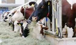 TÜİK- Ticari süt işletmelerince 995 bin 463 ton inek sütü toplandı
