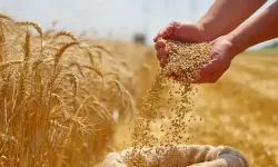 TÜRİB'de buğday ve arpa fiyat endeksleri yükseldi