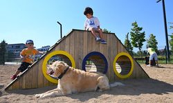 Yalova'da evcil hayvanlar için Pati Park oluşturuldu