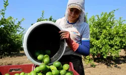 Adana’da Limon Hasadı Başladı: Rekolte Rekor, Fiyat Dipte