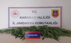 Karaman'da denetimlerde 66 kök kenevir ele geçirildi