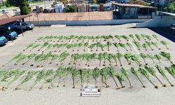 Sakarya'da uyuşturucu operasyonu: 75 gram bozai eve geçirildi