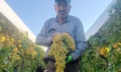 Sarıgöl’de 5,5 kiloluk dev üzüm salkımı