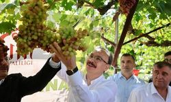 Siirt'te Tayfi üzümünde hasat dönemi başladı