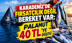 Karadeniz'de Fırsatçılık Değil Bereket Var: Palamut 40 TL’ye Düştü