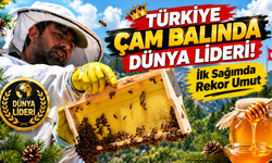 Türkiye Çam Balında Dünya Lideri! İlk Sağımda Rekor Umut