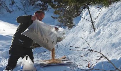 Artvin’de kış şartlarında yaban hayvanları unutulmadı