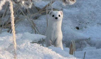 Yüksekova’da beyaz gelincik görüntülendi