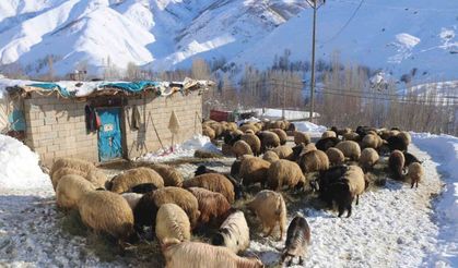 Besicilerin dondurucu soğukta zorlu kış mesaisi