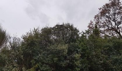 Çanakkale’de dev yılan görüldü: Yaklaşık 8 metre