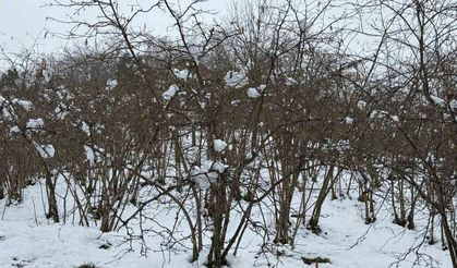 Giresun Ziraat Odası Başkanı Nurittin Karan, zirai don riskine karşı uyardı