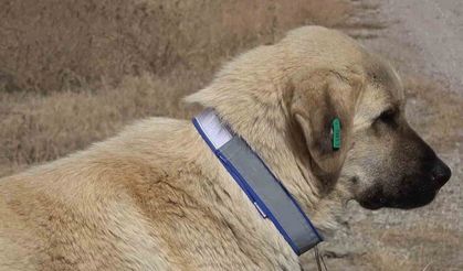 Sahipsiz hayvanları bakımevi dışında sokağa bırakanlara ağır yaptırım: Cezası 71 bin 965 lira