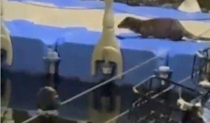 Tokat’ta nesli tükenme tehlikesi altındaki su samuru görüntülendi