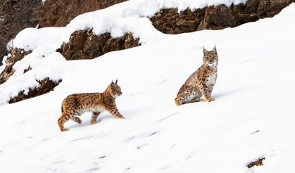 Tunceli’de koruma altında bulunan vaşak ailesi görüldü