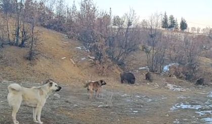 Tunceli’de yaban domuzları mahalleye kadar indi