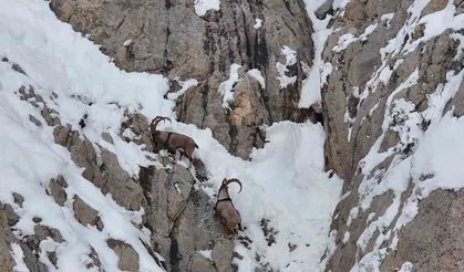 Yaban keçileri Gümüşhane’nin karla kaplı zirvelerinde görsel şölen oluşturdu