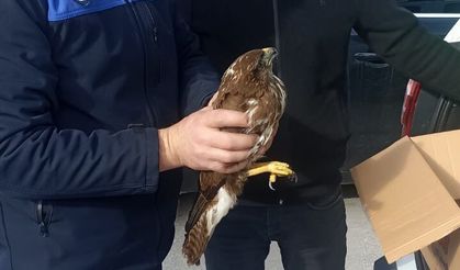 Zabıtanın dikkati doğanı kurtardı