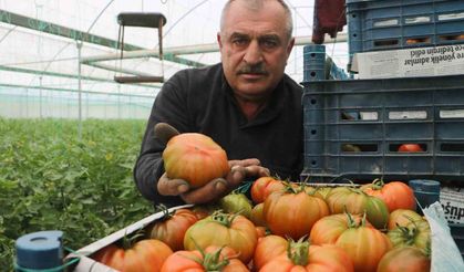 Turfanda hasat edilen domates serada 28 TL’den alıcı buluyor