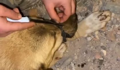 Diyarbakır’da ağzı bağlanan köpeği, polis ve vatandaşlar kurtardı