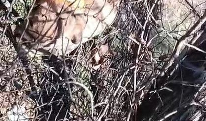 Elazığ’da tellere sıkışan yavru köpeği vatandaş kurtardı