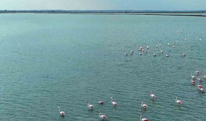 Flamingoların görsel şöleni