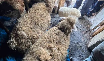 Kastamonu’da kar nedeniyle ahır çöktü, hayvanlar altında kaldı