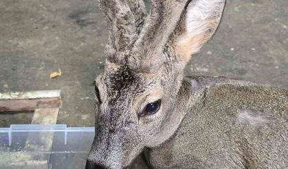 Ormanda kar nedeniyle aç kalıp şehre inen karacayı köpeklerin saldırısından belediye çalışanları kurtardı