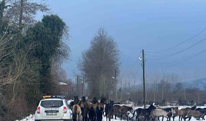 Samsun’da başıboş atlar belediyeyi harekete geçirdi