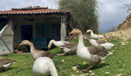 Çiftçiler gelir kapısı oldu! Kaz yumurtası büyük ilgi görüyor