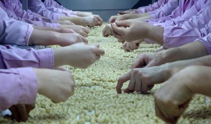 Yedi ayda 14 bin 348 ton ihraç edildi
