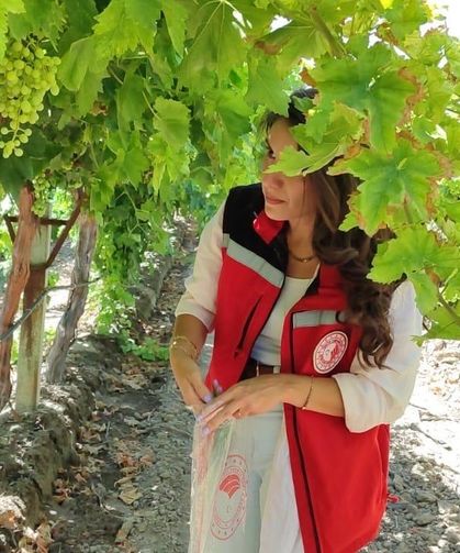Manisa’da üzüm hasadı ve ihracatı başlıyor